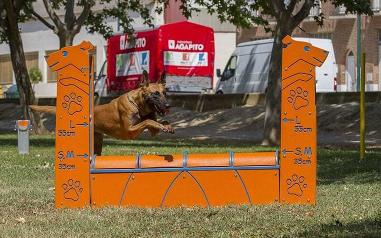 WALL S M - WALL S M - AGILITY DOG