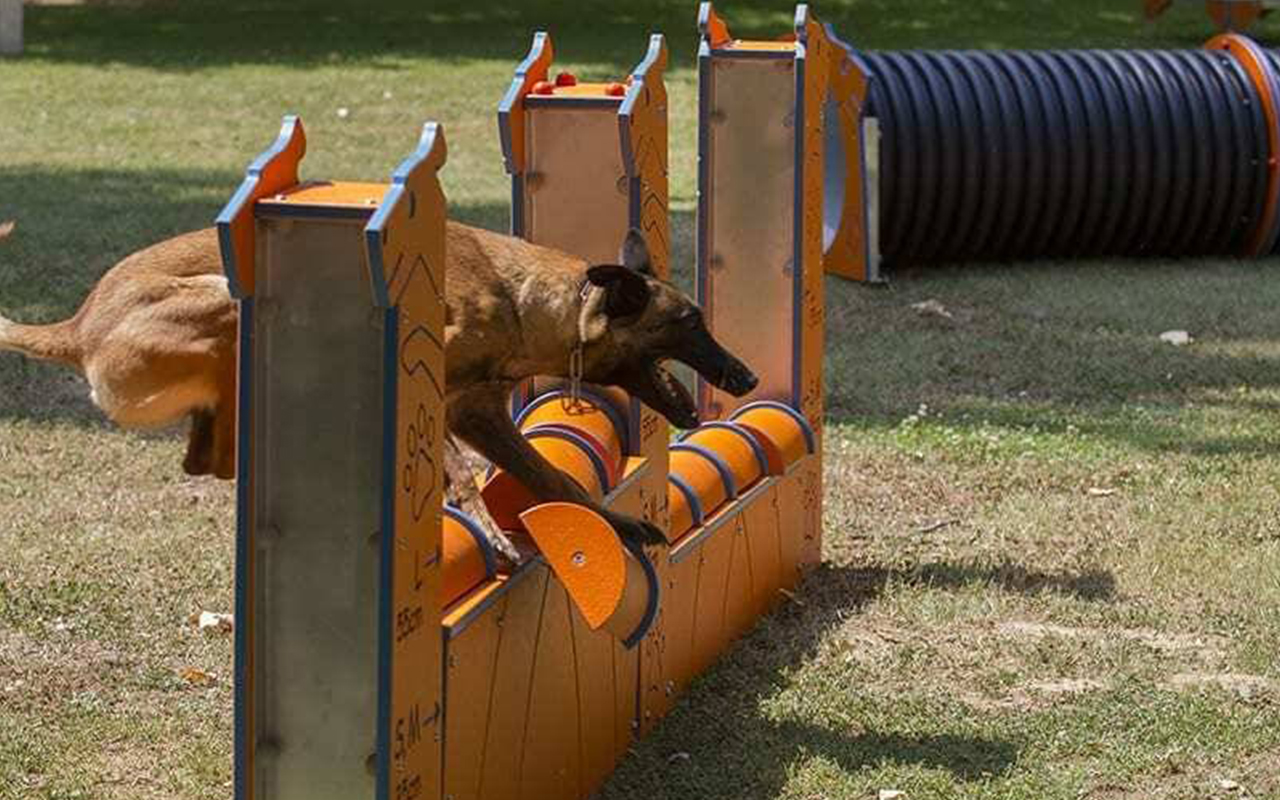 WALL L - WALL L - AGILITY DOG
