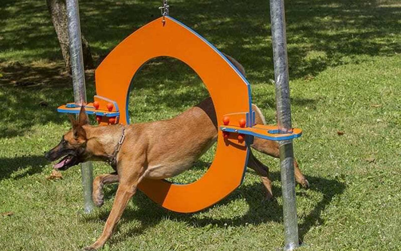 TYRE - TYRE - AGILITY DOG