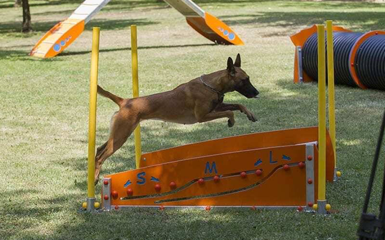 LONG JUMP - LONG JUMP - AGILITY DOG