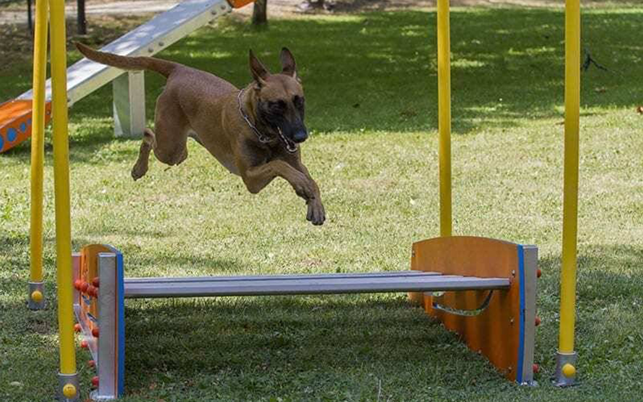 LONG JUMP - LONG JUMP - AGILITY DOG