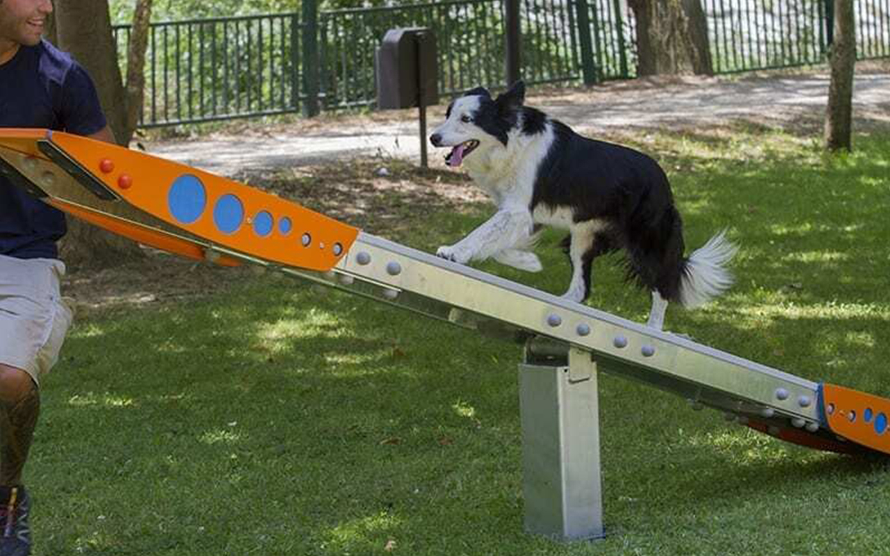 SEE SAW - SEE SAW - AGILITY DOG