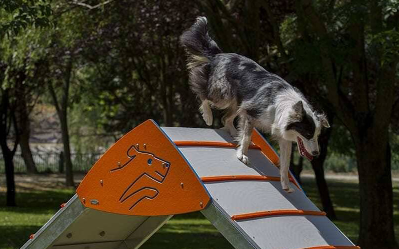 A FRAME - A FRAME - AGILITY DOG