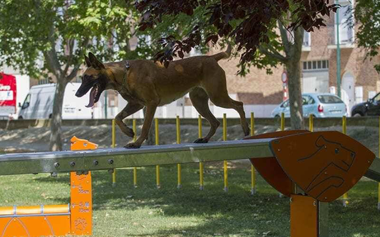 DOG WALK - DOG WALK - AGILITY DOG