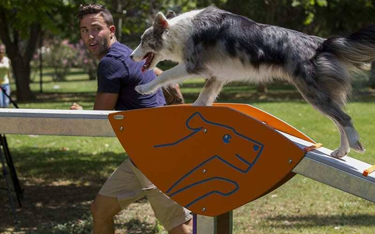 DOG WALK - DOG WALK - AGILITY DOG