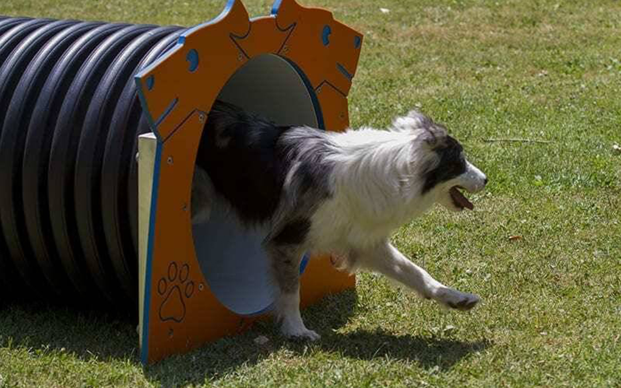 TUBE TUNNEL - TUBE TUNNEL - AGILITY DOG