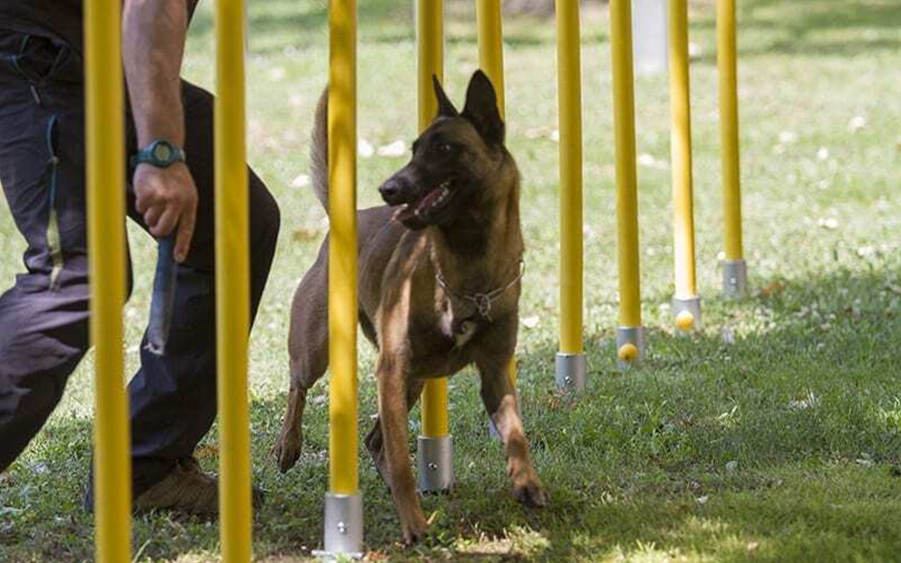 SLALOM - SLALOM - AGILITY DOG