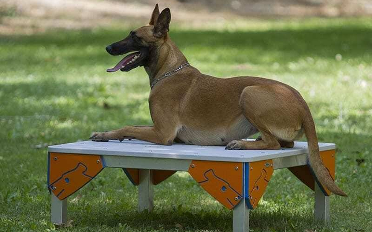 TABLE - TABLE - AGILITY DOG