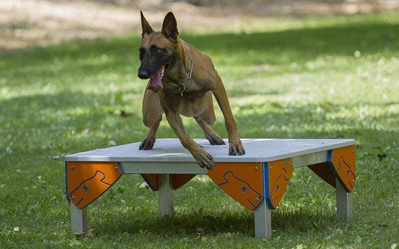 TABLE - TABLE - AGILITY DOG